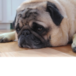 [upd] TREATS!!!! pug simulator