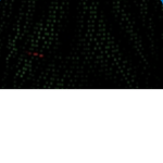 Ghost Recon Roblox Clan