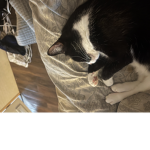 Cats are good and amazing cats re everything CATS