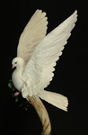 DTI DOVES