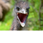 soy beans-emu
