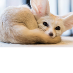 Fennec Fox Productions