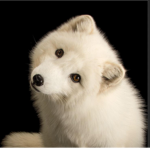 fox group <3