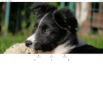 #Team_sheep