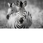 •The Zebra Squad•