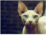 The Cat Luvers Group For Girls Only