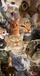 Cats cats every buddy loves cats dont we?