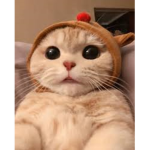 Bari's fan group