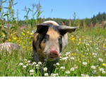 Schweine Gruppe