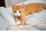 cats that are cute