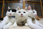 な ず の せ か い