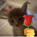 cat kingdom and domination
