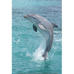 Asthectic Dolphins Interview Center