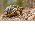 tortoise gang