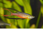 FISHYS UNTIED