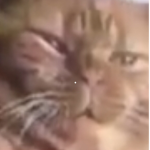 Tiger cute