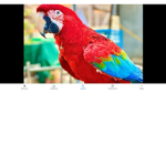 Parrots forever