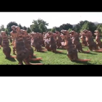 The Dino Raiderss
