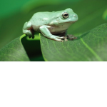 Froggy Ribbit Gang