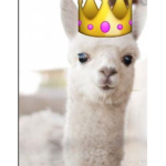 Llamas United :D