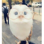 Owl squad go brrr