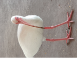 random bird
