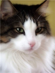 leo the cat