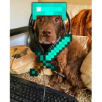 Tdog Stalkers