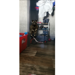 RAT ESCAPE