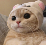 lily's kittens :3