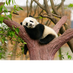 Pandas' world