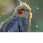 parrot and windows pc