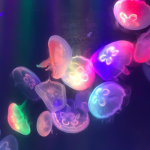 ᴇᴍꜰ3'ꜱ ᴄʟᴏꜱᴇᴛ