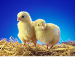 Mystery Chicken Gang