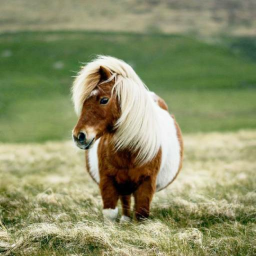ʚ🐎ɞ