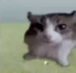 this cat is r
