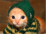 Pet Lovers! :3