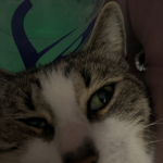 catsareawesomee