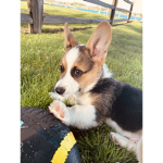 Corgi Butts Squad