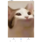 Pop cat universo