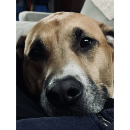 Hi