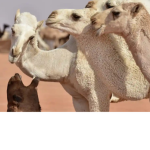 Camel palace