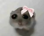 Lonely Kitties Club