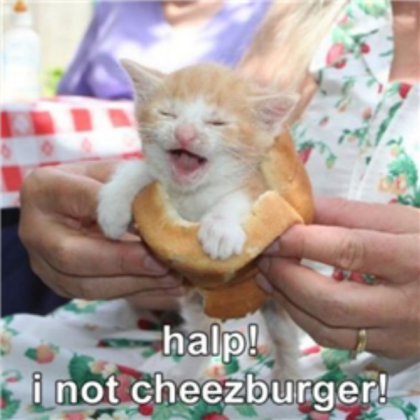 LOL Cats - Cat Cheezburger Roblox decal