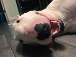 The Doge Boiz That Stole The Dang Done Darn Treats