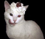 kitty thugs apparel