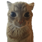 Soupers Cat Club