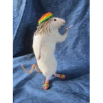 Raspy is derick fan group