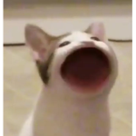 Raulsim