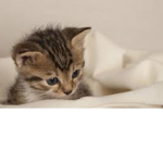 ;3 KITTY group